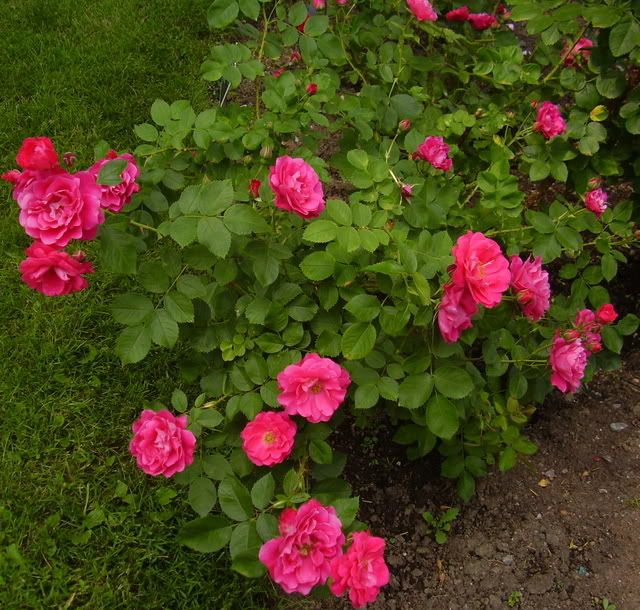 Photo Sharing and Video Hosting at Photobucket